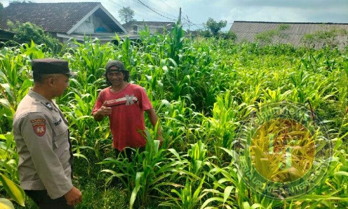 Bukan Sekadar Patroli, Polisi di Tutur Kini Aktif Dampingi Petani Jagung