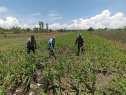 Bukan Sekadar Patroli, Polisi di Bangil Aktif Dampingi Petani Jagung Menuju Panen Maksimal