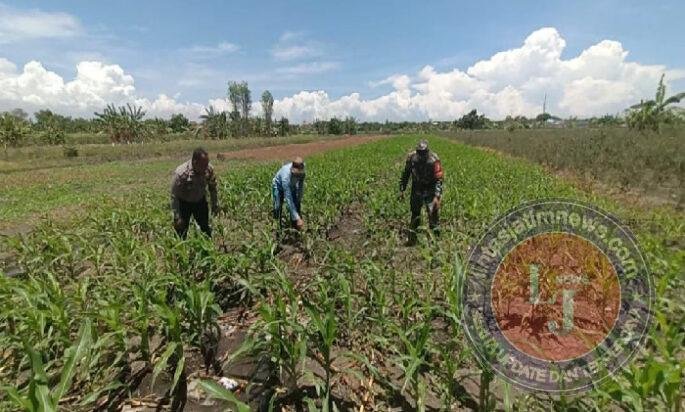 Bukan Sekadar Patroli, Polisi di Bangil Aktif Dampingi Petani Jagung Menuju Panen Maksimal
