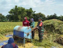 Saat Bulir Padi Menguning, Babinsa Suluk Turun ke Sawah Bersama Petani Perkuat Ketahanan Pangan