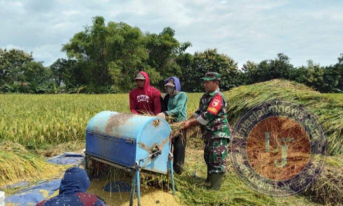 Saat Bulir Padi Menguning, Babinsa Suluk Turun ke Sawah Bersama Petani Perkuat Ketahanan Pangan