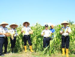 Dukung Ketahanan Pangan, Kakanwil Ditjenpas Jatim Hadiri Panen Jagung dan Cabai di Lahan SAE Paswangi