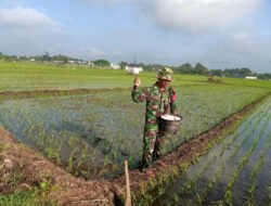 Turun ke Sawah, Babinsa Sendangrejo Dampingi Petani Rawat Padi Demi Panen yang Lebih Baik