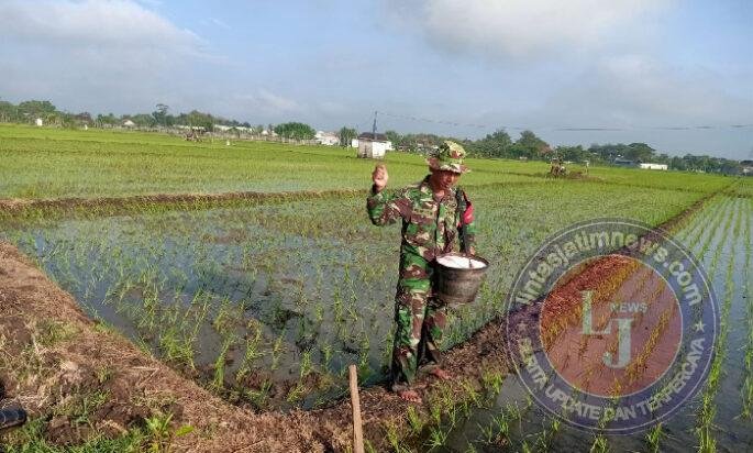 Turun ke Sawah, Babinsa Sendangrejo Dampingi Petani Rawat Padi Demi Panen yang Lebih Baik