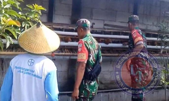 Babinsa Turun ke Kandang, Pastikan Produksi Telur Tetap Stabil
