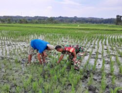 Babinsa Bantu Petani Bersihkan Gulma, Optimalkan Pertumbuhan Padi
