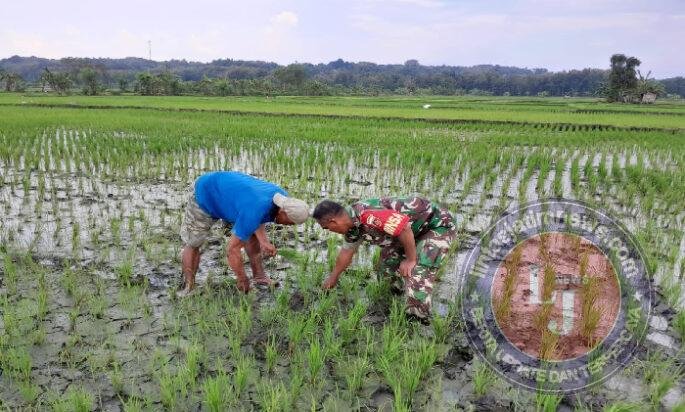 Babinsa Bantu Petani Bersihkan Gulma, Optimalkan Pertumbuhan Padi