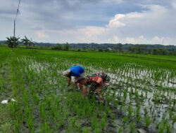 Gulma Mengancam Panen, Babinsa Turun ke Sawah Selamatkan Harapan Petani