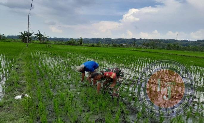 Gulma Mengancam Panen, Babinsa Turun ke Sawah Selamatkan Harapan Petani