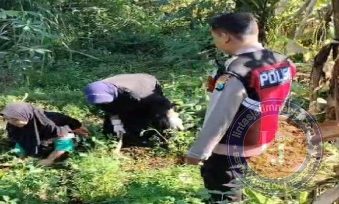 Bhabinkamtibmas Polsek Pasrepan Pantau Tanaman Jagung, Dukung Asta Cita Ketahanan Pangan Nasional