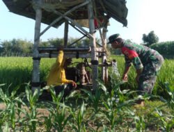 Menyemai Ketahanan Pangan dari Sawah, Babinsa Sidomulyo Hadir Dampingi Petani dan Pantau Wilayah Binaan
