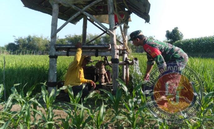 Menyemai Ketahanan Pangan dari Sawah, Babinsa Sidomulyo Hadir Dampingi Petani dan Pantau Wilayah Binaan