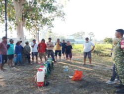 Menjaga Padi, Menjaga Harapan: Babinsa Pandean Dampingi Penyaluran Obat Hama untuk Petani