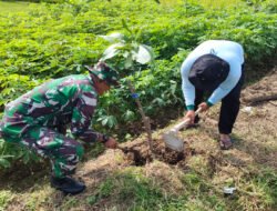 Menanam Hari Ini, Menjaga Masa Depan: Babinsa dan Warga Tawangrejo Hijaukan Bantaran Sungai