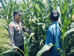 Bhabinkamtibmas Polsek Nongkojajar Perkuat Ketahanan Pangan Lewat Pendampingan Tanaman Jagung di Desa Pungging