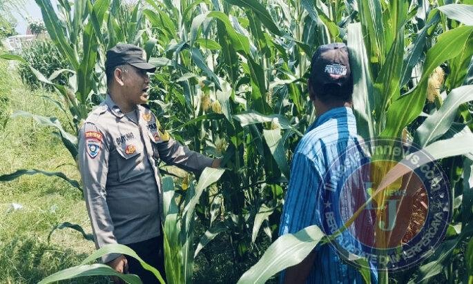 Bhabinkamtibmas Polsek Nongkojajar Perkuat Ketahanan Pangan Lewat Pendampingan Tanaman Jagung di Desa Pungging