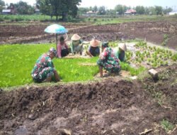 Kejar Target Tanam, Babinsa Gemolong Kawal Petani Jaga Lumbung Pangan