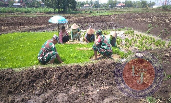 Kejar Target Tanam, Babinsa Gemolong Kawal Petani Jaga Lumbung Pangan