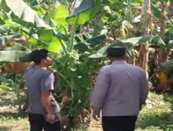 Bhabinkamtibmas Polsek Rembang Pantau Lahan Pisang Cavendish Dukung Program Ketahanan Pangan Nasional