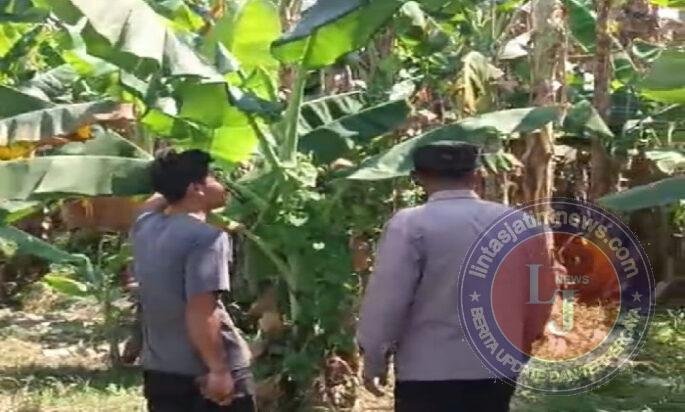 Bhabinkamtibmas Polsek Rembang Pantau Lahan Pisang Cavendish Dukung Program Ketahanan Pangan Nasional