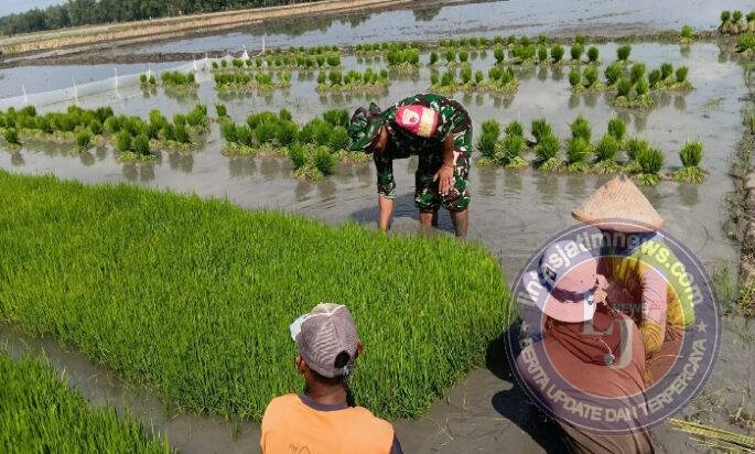 Dari Persemaian Tumbuh Harapan, Babinsa Krebet Dampingi Petani Siapkan Musim Tanam