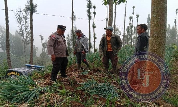 Polsek Tosari Dampingi Petani Bawang, Wujudkan Ketahanan Pangan di Lereng Bromo