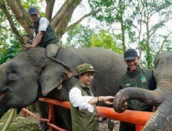 FKGI Dukung Arah Kebijakan Raja Juli Antoni, Infrastruktur Diminta Lindungi Koridor Gajah