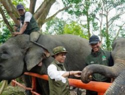Kebijakan Menhut Dinilai Perkuat Posisi Indonesia dalam Konservasi Gajah Dunia
