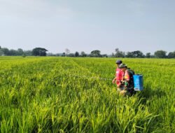 Menjaga Harapan di Setiap Bulir Padi, Babinsa Jatisari Dampingi Petani Rawat Sawah