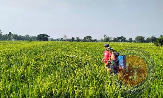 Menjaga Harapan di Setiap Bulir Padi, Babinsa Jatisari Dampingi Petani Rawat Sawah