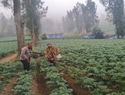 Bhabinkamtibmas Polsek Tosari Intensif Dampingi Petani Kentang Dukung Ketahanan Pangan Nasional