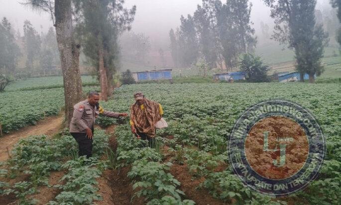 Bhabinkamtibmas Polsek Tosari Intensif Dampingi Petani Kentang Dukung Ketahanan Pangan Nasional