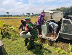 Menjaga Asa dari Hamparan Sawah, Babinsa Kedondong Dampingi Petani Saat Panen Padi