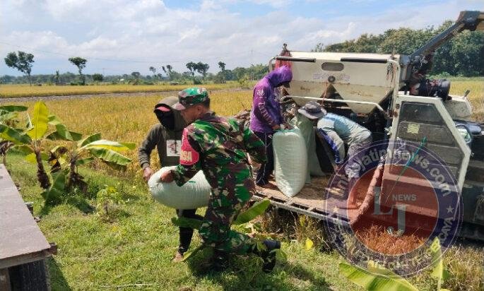 Menjaga Asa dari Hamparan Sawah, Babinsa Kedondong Dampingi Petani Saat Panen Padi