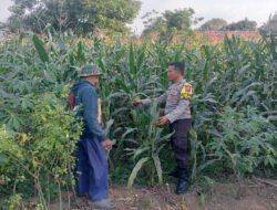 Bhabinkamtibmas Polsek Pasrepan Pantau Tanaman Jagung, Dukung Asta Cita Presiden di Bidang Ketahanan Pangan