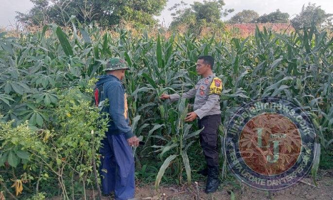 Bhabinkamtibmas Polsek Pasrepan Pantau Tanaman Jagung, Dukung Asta Cita Presiden di Bidang Ketahanan Pangan