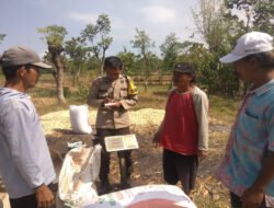 Polisi Dampingi Petani Bantu Distribusi 2,8 Ton Jagung Petani Rebono ke Bulog