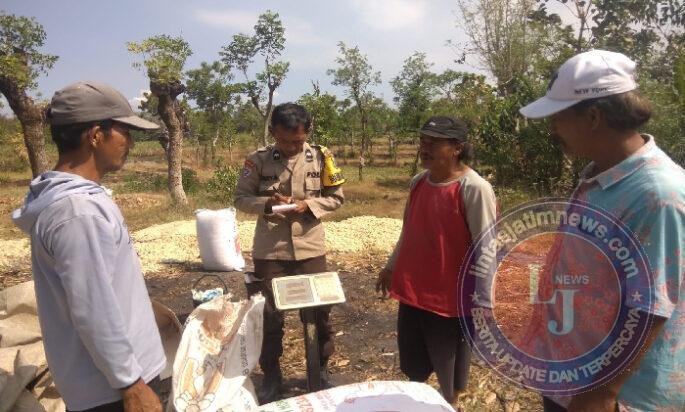 Polisi Dampingi Petani Bantu Distribusi 2,8 Ton Jagung Petani Rebono ke Bulog