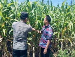 Bhabinkamtibmas Polsek Sukorejo Dorong Petani Optimalkan Lahan Produktif
