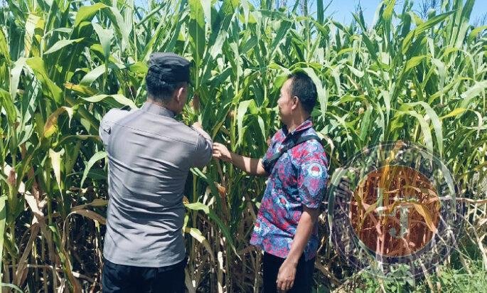 Bhabinkamtibmas Polsek Sukorejo Dorong Petani Optimalkan Lahan Produktif