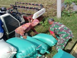 Panen Raya di Kertosari, Kebersamaan Babinsa dan Petani Hadirkan Semangat Menuju Swasembada Pangan