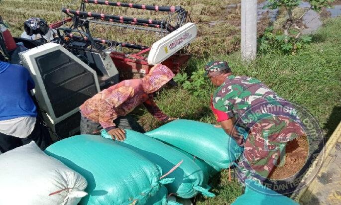 Panen Raya di Kertosari, Kebersamaan Babinsa dan Petani Hadirkan Semangat Menuju Swasembada Pangan