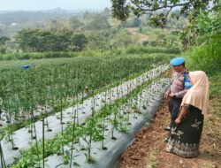 Bhabinkamtibmas Sambangi Lahan Cabai, Dukung Ketahanan Pangan Bersama Warga