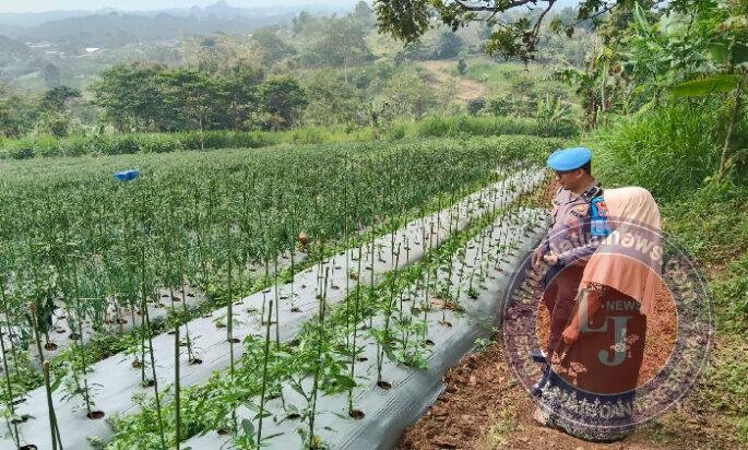Bhabinkamtibmas Sambangi Lahan Cabai, Dukung Ketahanan Pangan Bersama Warga