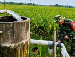 Saat Padi Menguning, Babinsa Hadir Mengalirkan Harapan Petani
