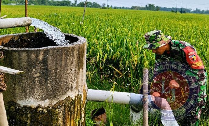 Saat Padi Menguning, Babinsa Hadir Mengalirkan Harapan Petani