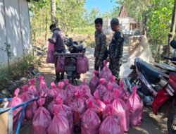Tak Canggung, Anggota Satgas TMMD ke 129 Kodim 0802/Ponorogo Bantu Panen Jangkrik