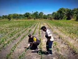 Tanaman Jagung di Siyar Tumbuh Baik, Bhabinkamtibmas Dukung Ketahanan Pangan Bersama Warga