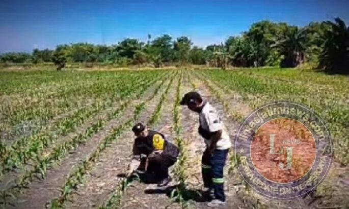 Tanaman Jagung di Siyar Tumbuh Baik, Bhabinkamtibmas Dukung Ketahanan Pangan Bersama Warga