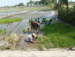 Dari Persemaian Menuju Harapan Panen, Babinsa Krandegan Dampingi Petani Siapkan Bibit Padi